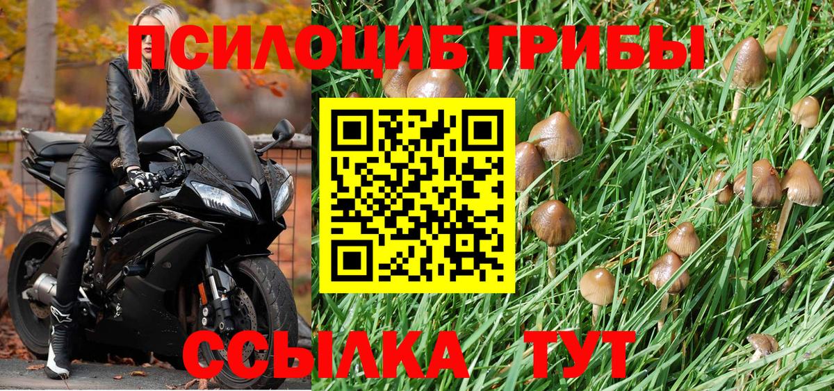 Шали  Галлюциногенные грибы Psilocybine cubensis  Вход с VPN 